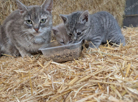 2 x Male Kittens (Fawn tabby)
