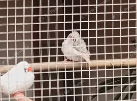 Zebra Finches .