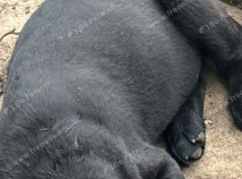 Labrador x Rottweiler