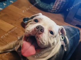 Old tyme bulldog girl