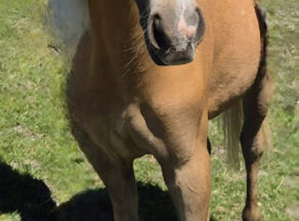 REGISTERED  SEC B PALOMINO FILLY.  ( YEARLING )