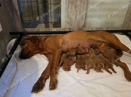 Dark fox red labrador puppys