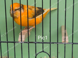 Young Canaries Bred This Year