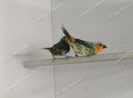 Pied sea green parrot finches