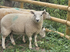 Welsh cross blue texel weather