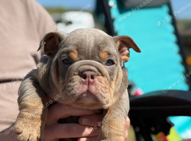 KC English bulldogs
