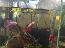 Crown tail male fighters