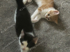 Two beautiful boys available