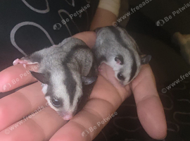 Two female sugar gliders