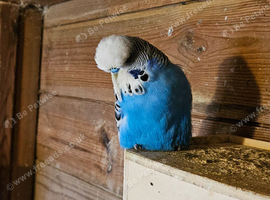 Budgies