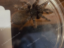 Brazilian red ( nhandu carapoensis )