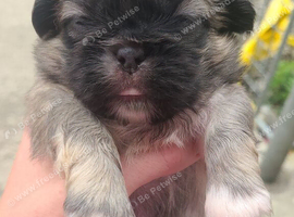 3 Pekingeses Puppies