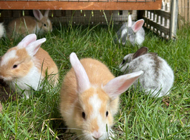 Baby rabbits looking for forever home