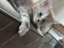 Maincoon kitten