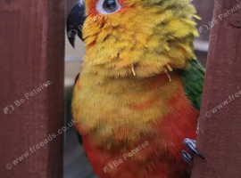 Enzo Jenday Conure
