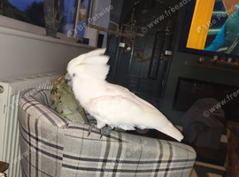 beautiful umbrella cockatoo 3 years old with cage worth &pound;500