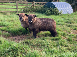 Coloured Ryeland Ewe Lambs