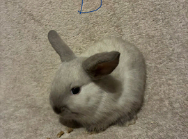 Pure bred mini lops