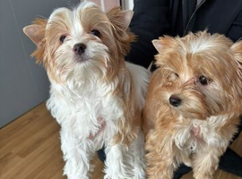 Teacup Yorkshire terrier