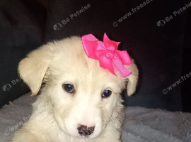 Stunning girl for sale