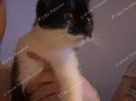 Black and white female cat