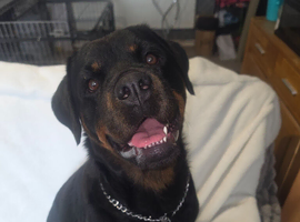 Rottweiler Puppies READY NOW