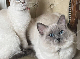 Beautiful Male Ragdoll Kittens