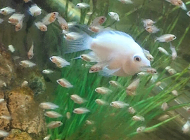 Baby Platinum Polar Cichlids