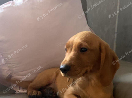 Cockadoor pups