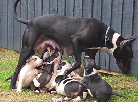 Working line english bullterrier