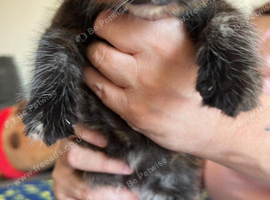 Two adorable very affectionate sister for sale 9 weeks old