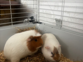 Pair of female guinea pigs for sale