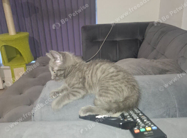 Grey female kitten mix breed x tabby