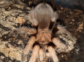 Wow stunning sub/adult Aphonapelma chalcoades