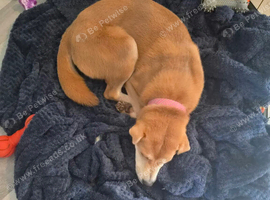 10 month old staffi cross sharpe
