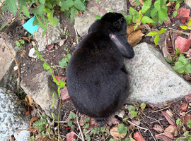 Black lop 5 years