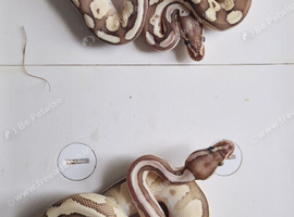 Royal python babies available between &pound;40 - &pound;70