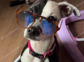 Mixed breed 1,5 yrs old beautie