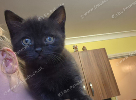 Black male tabby kitten