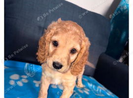 4 DNA health tested puppies for rehoming