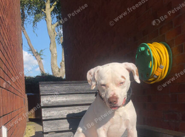 staffy x lab