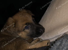 German shepherd boy pup