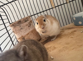 2 male gerbils
