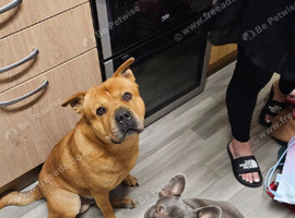Frenchie-pei