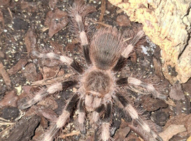 Misc Tarantulas + Setups