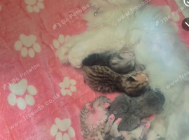 For sale Beautiful Pure Persian Kittens