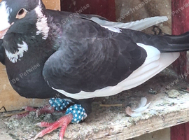 Multiple breed group sale pigeons
