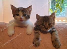 Two beautiful male kittens