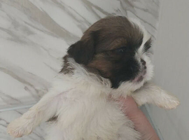 3 Shih Tzu puppies