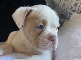 Olde English Bulldogge puppies